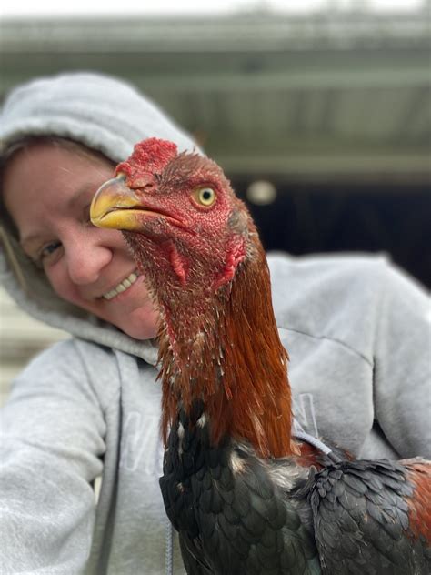 gamefowl services|Gamefowl Conservation Network.